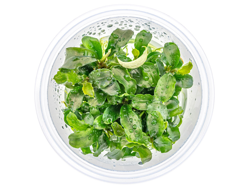 Preview: Welliges Blatt - Bucephalandra pygmaea ´Bukit Kelam´ in vitro